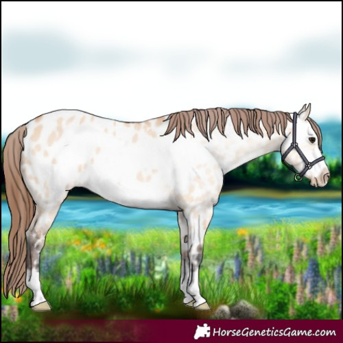 Horse Color:Bay Dun Frame Near Leopard 