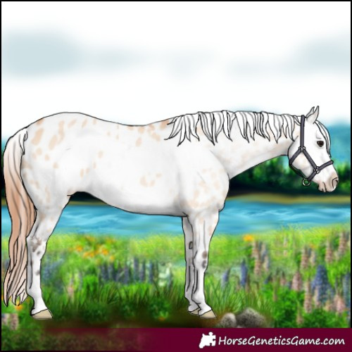 Horse Color:Bay Dun Frame Appaloosa 