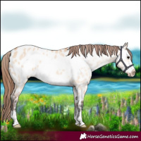 Horse Color:Bay Dun Frame Near Leopard 