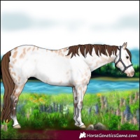 Horse Color:Bay Dun Frame Appaloosa 