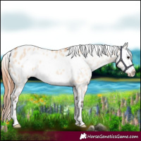 Horse Color:Bay Dun Frame Appaloosa 