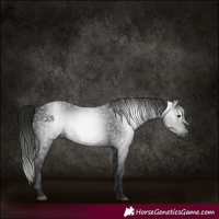 Horse Color:Gray Black Rabicano 