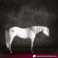 Horse Color:Gray Black Rabicano 