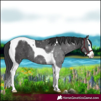 Horse Color:Black Splash Tobiano 