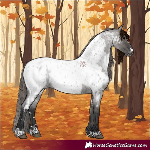 Horse Color:Grullo Roan Appaloosa 