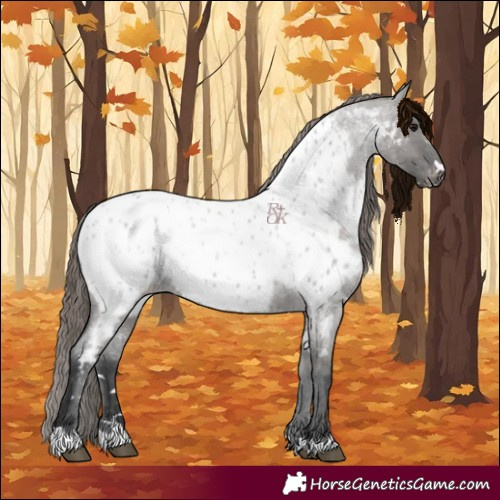 Horse Color:Grullo Roan Appaloosa 