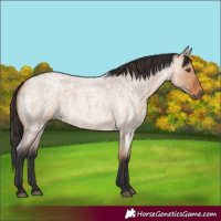 Horse Color:Bay Roan Dun 