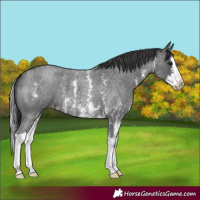 Horse Color:Blue Roan Sabino Splash Appaloosa