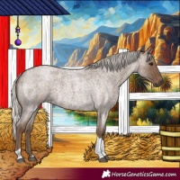 Horse Color:Silver Blue Roan Tobiano