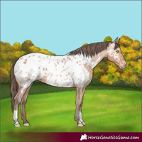 Horse Color:Amber Champagne Appaloosa 