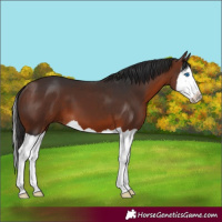 Horse Color:Bay Splash 