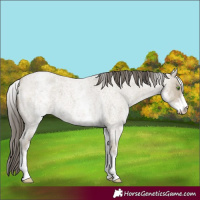 Horse Color:White Spotted Classic Cream Champagne Roan