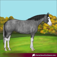 Horse Color:Blue Roan Splash 