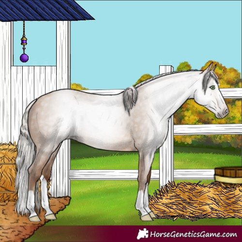 Horse Color:Gray Silver Amber Champagne Splash 