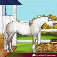Horse Color:Gray Silver Amber Champagne Splash 