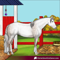 Horse Color:Gray Silver Amber Champagne Splash