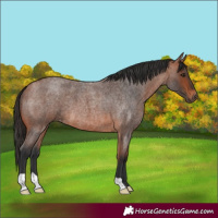 Horse Color:Bay Roan 