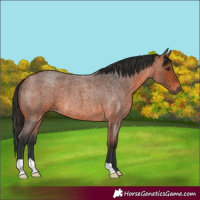 Horse Color:Bay Roan