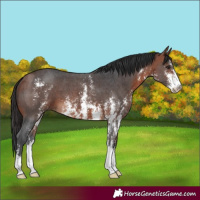 Horse Color:Bay Sabino 