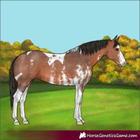 Horse Color:Bay Sabino Tobiano