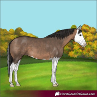 Horse Color:Bay Dun Splash 