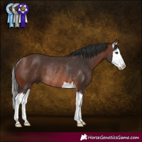 Horse Color:Brown Splash Rabicano