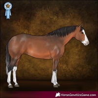 Horse Color:Bay Splash 