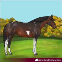 Horse Color:Brown Tobiano 