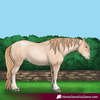 Horse Color:Gold Champagne Pearl 
