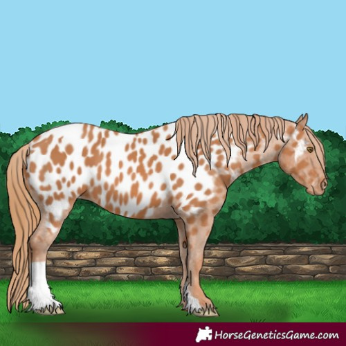Horse Color:Chestnut Appaloosa