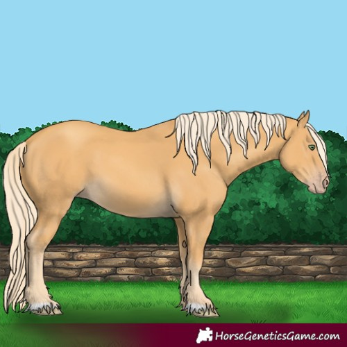 Horse Color:Gold Cream Champagne 