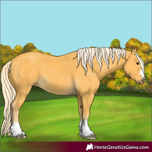 Horse Color:Palomino 
