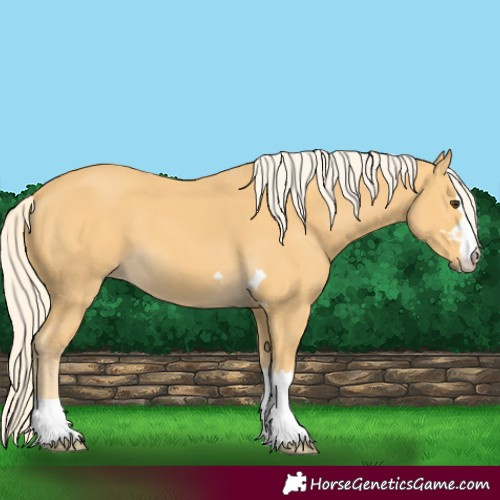 Horse Color:Palomino