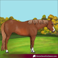 Horse Color:Chestnut Rabicano 