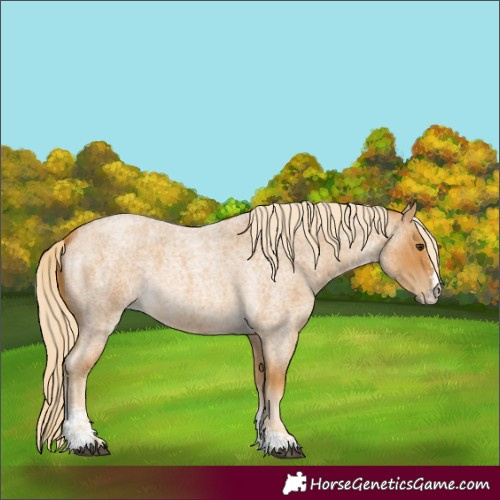Horse Color:Palomino Roan Sabino 