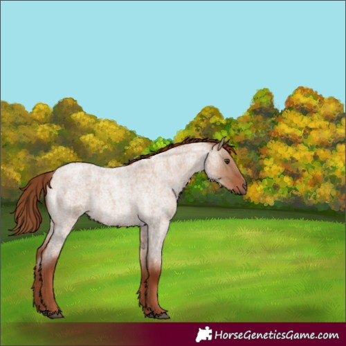 Horse Color:Red Dun Roan 