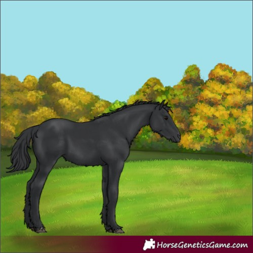 Horse Color:Black 