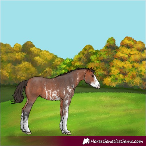 Horse Color:Bay Sabino 
