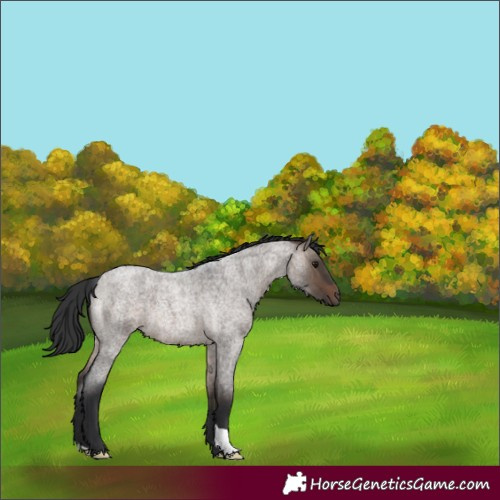 Horse Color:Brown Roan Dun 