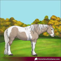 Horse Color:Silver Grullo Splash Tobiano