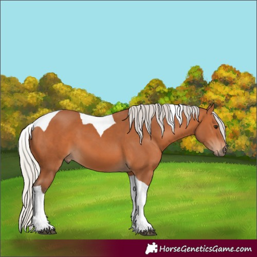 Horse Color:Silver Bay Tobiano 