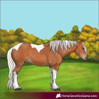 Horse Color:Silver Bay Tobiano 