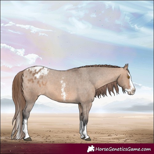 Horse Color:Bay Dun Sabino Splash Blanket 