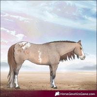 Horse Color:Bay Dun Sabino Splash Appaloosa 