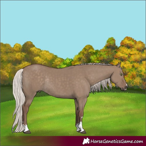 Horse Color:Silver Grullo Rabicano 