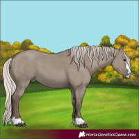 Horse Color:Silver Grullo 