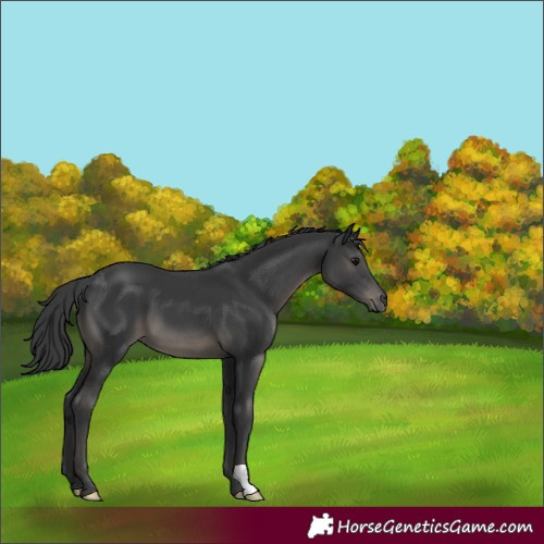 Horse Color:Black 