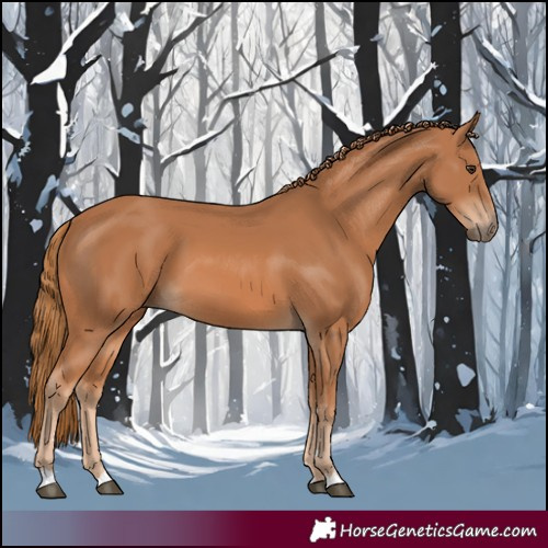 Horse Color:Chestnut 