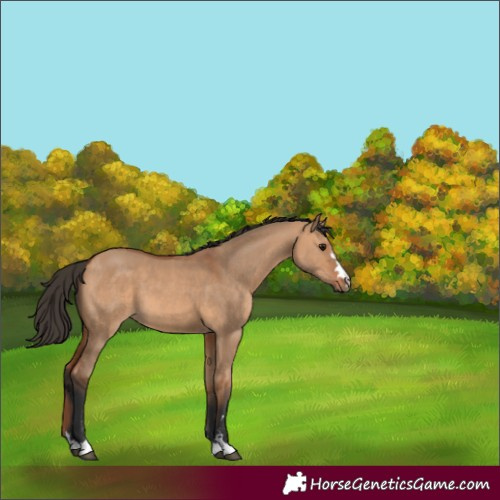 Horse Color:Unknown 
