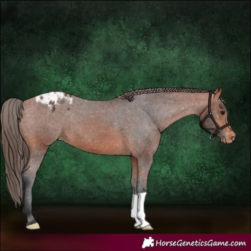 Horse Color:Bay Appaloosa 